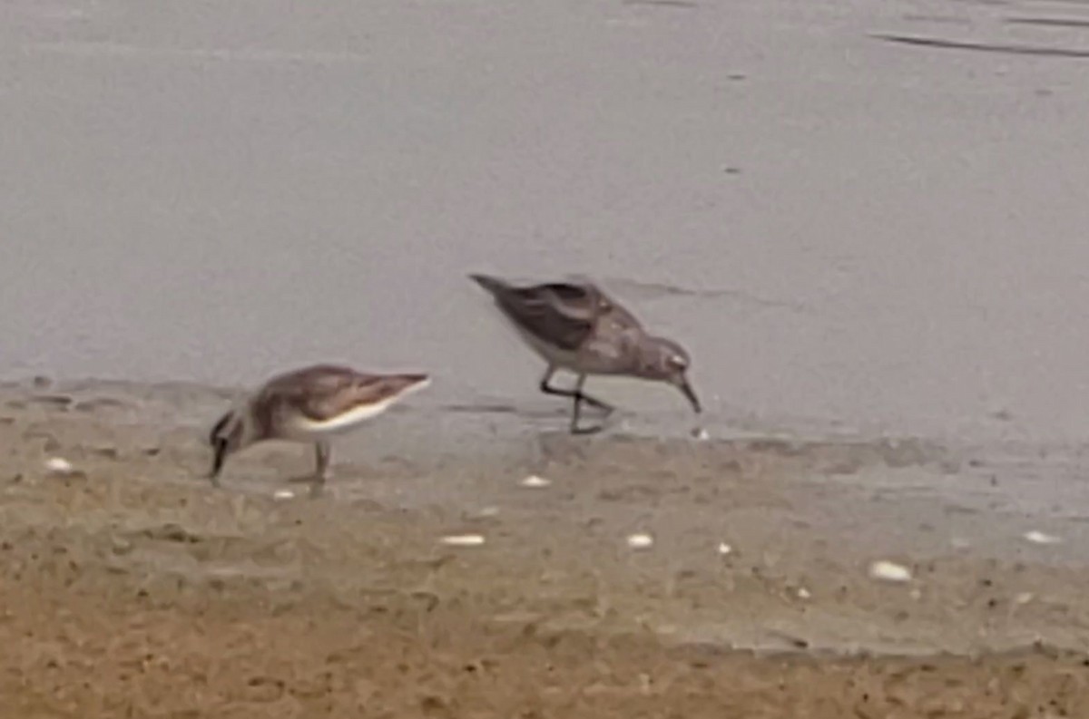 Western Sandpiper - ML179322721