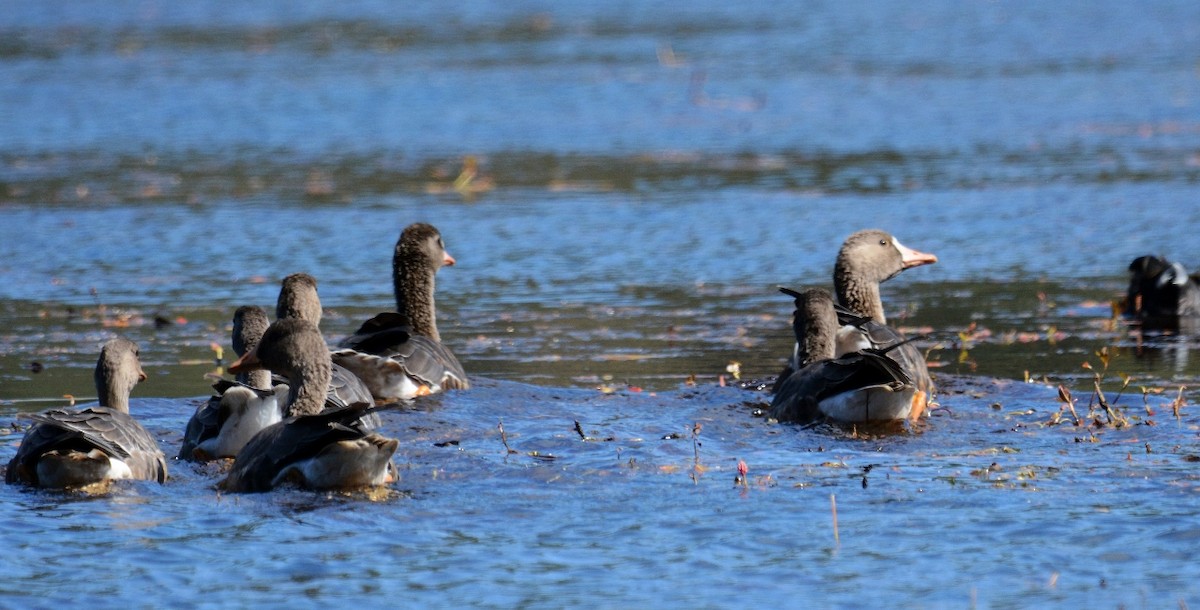 Greater White-fronted Goose - ML179323371