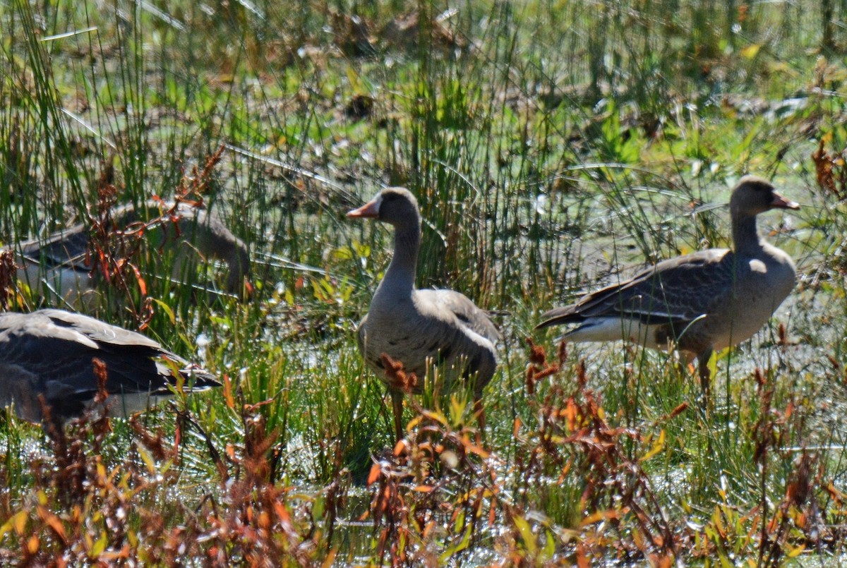 Greater White-fronted Goose - ML179323551