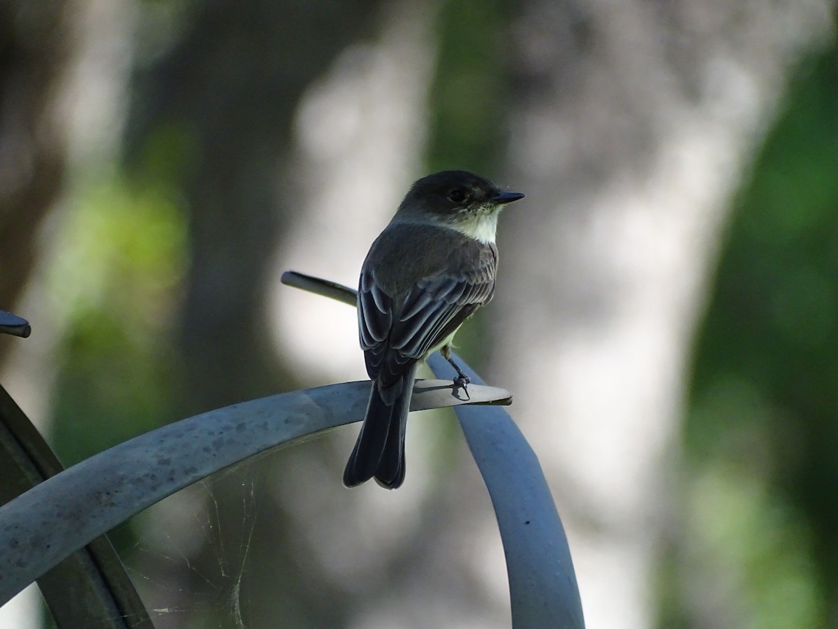 Eastern Phoebe - ML179324841