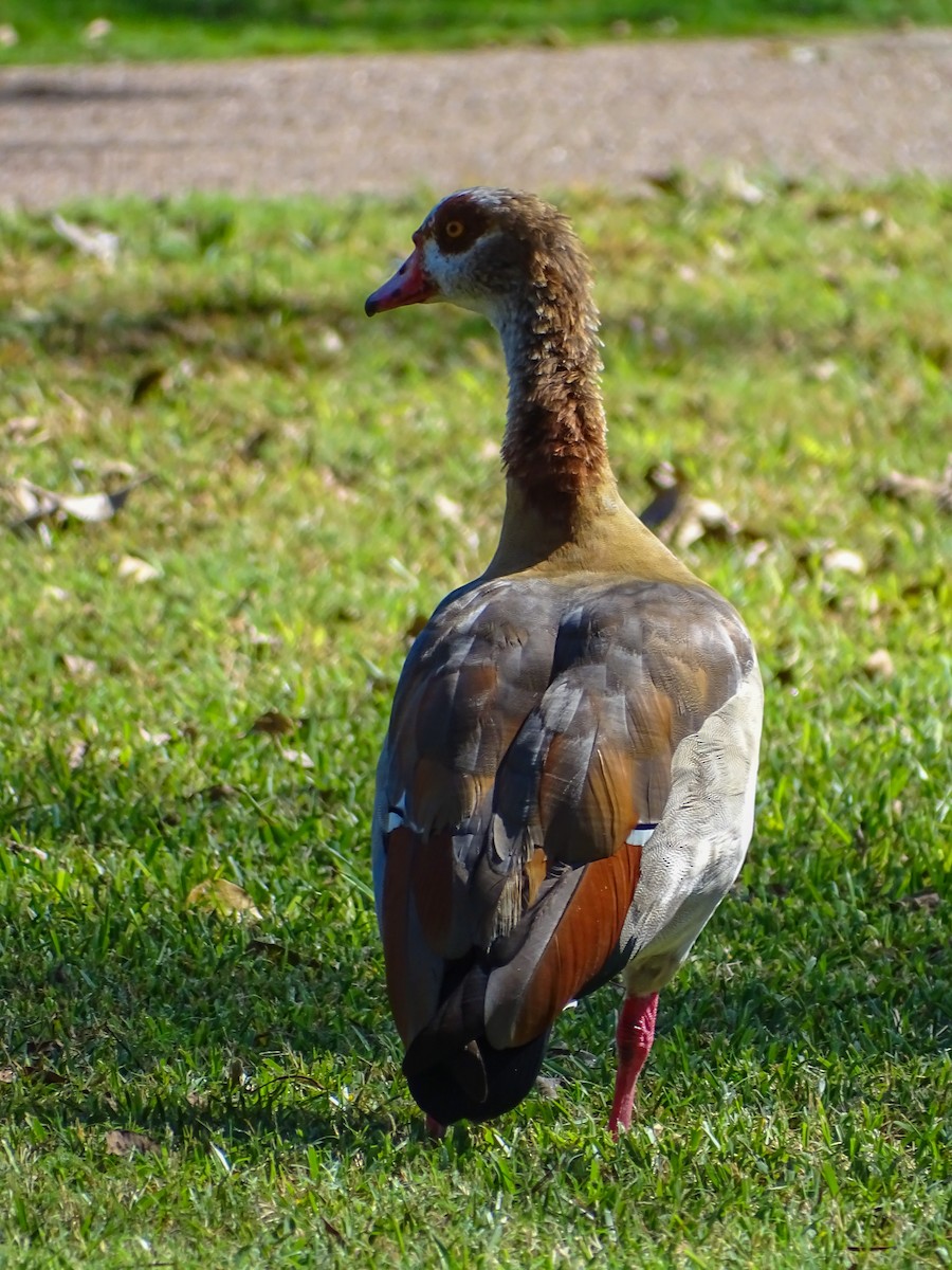 Egyptian Goose - ML179324941