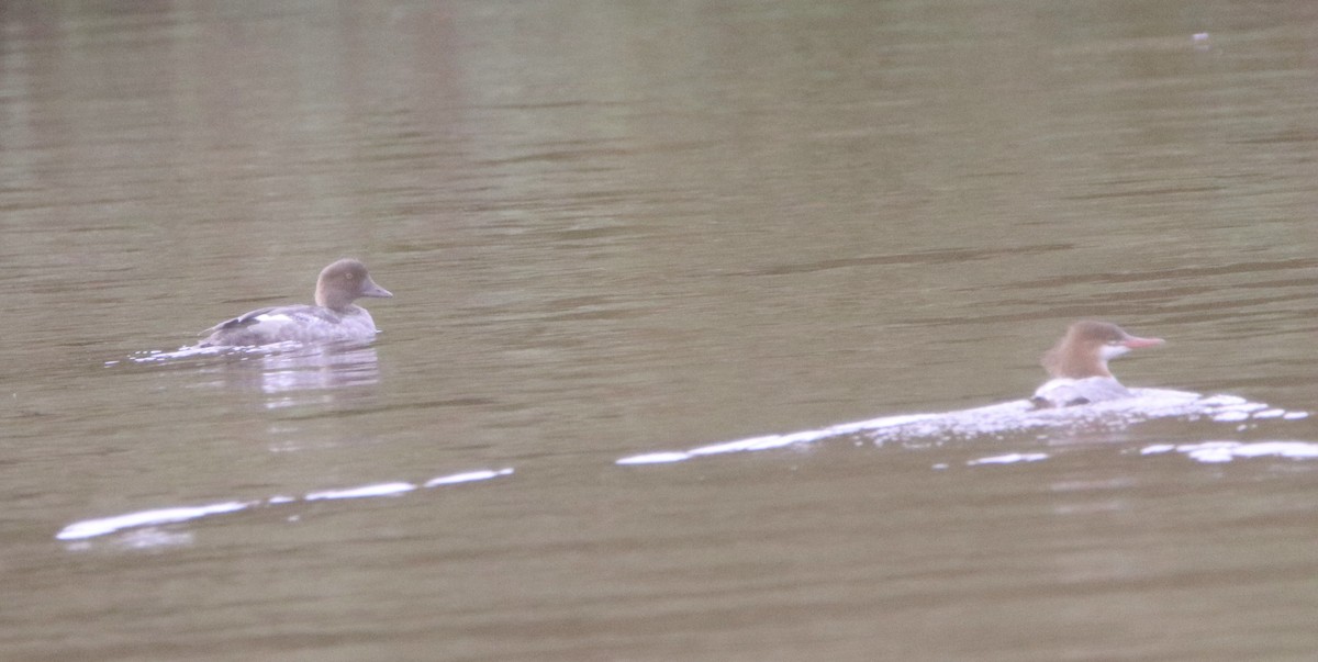 Common Merganser - ML179326211