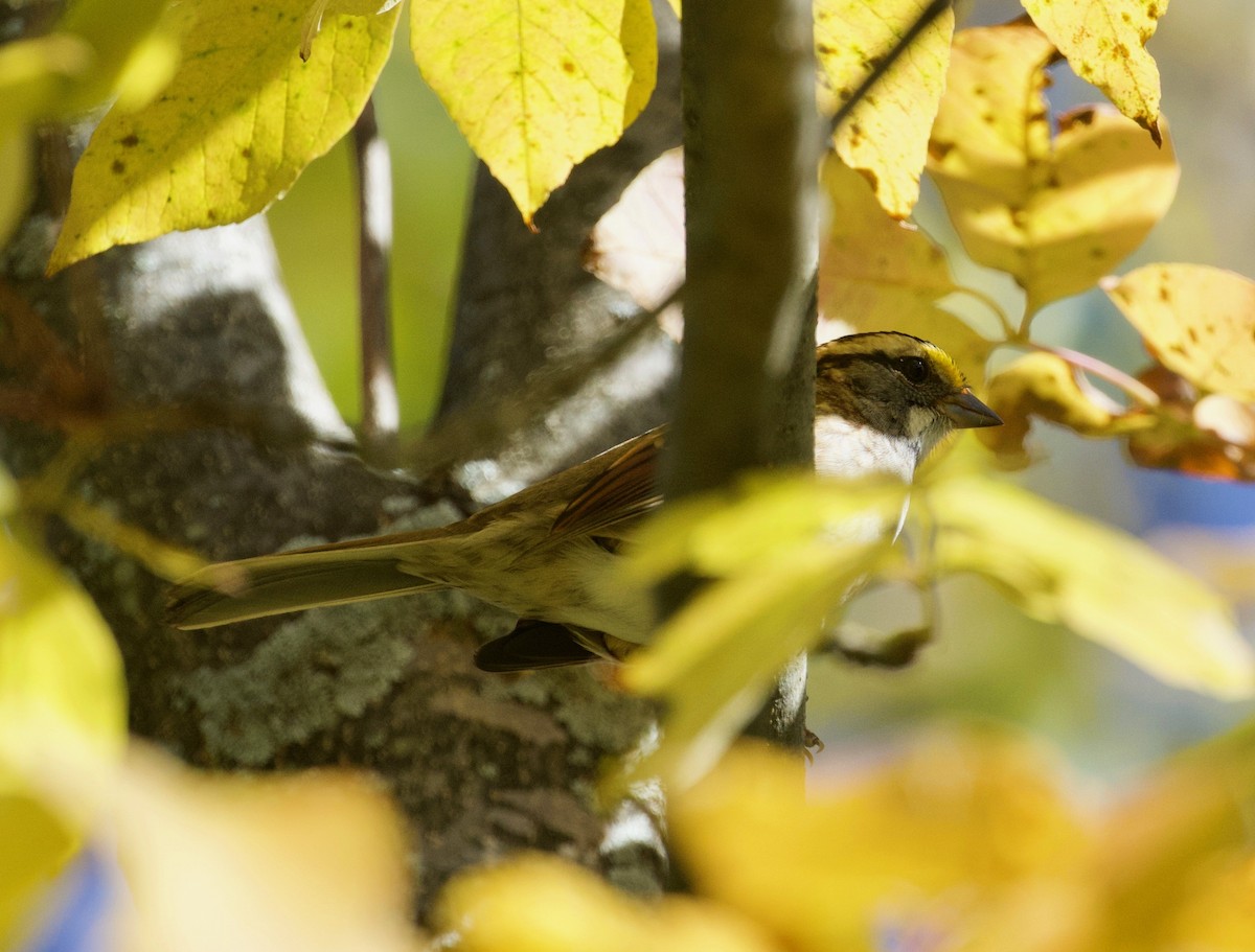 White-throated Sparrow - ML179326491