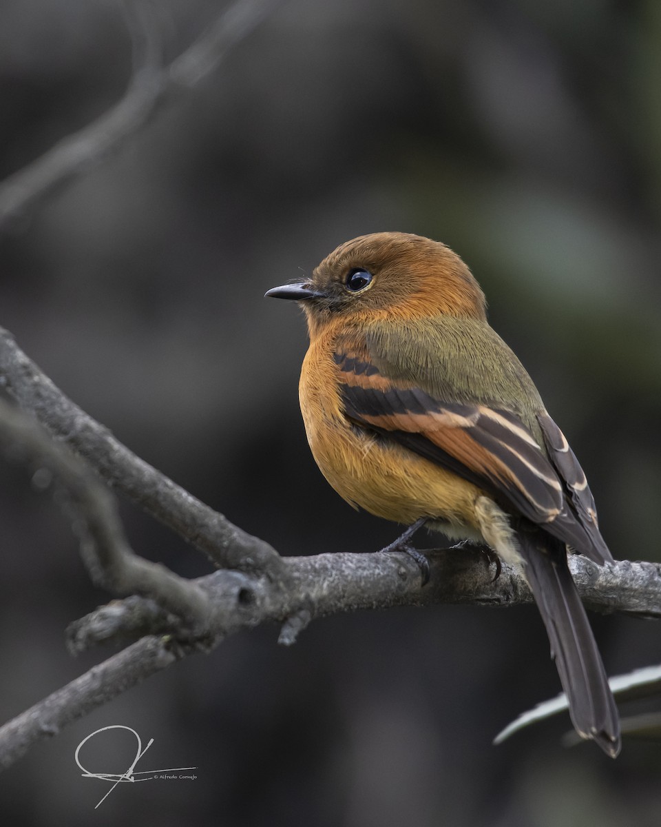 Cinnamon Flycatcher - ML179327271