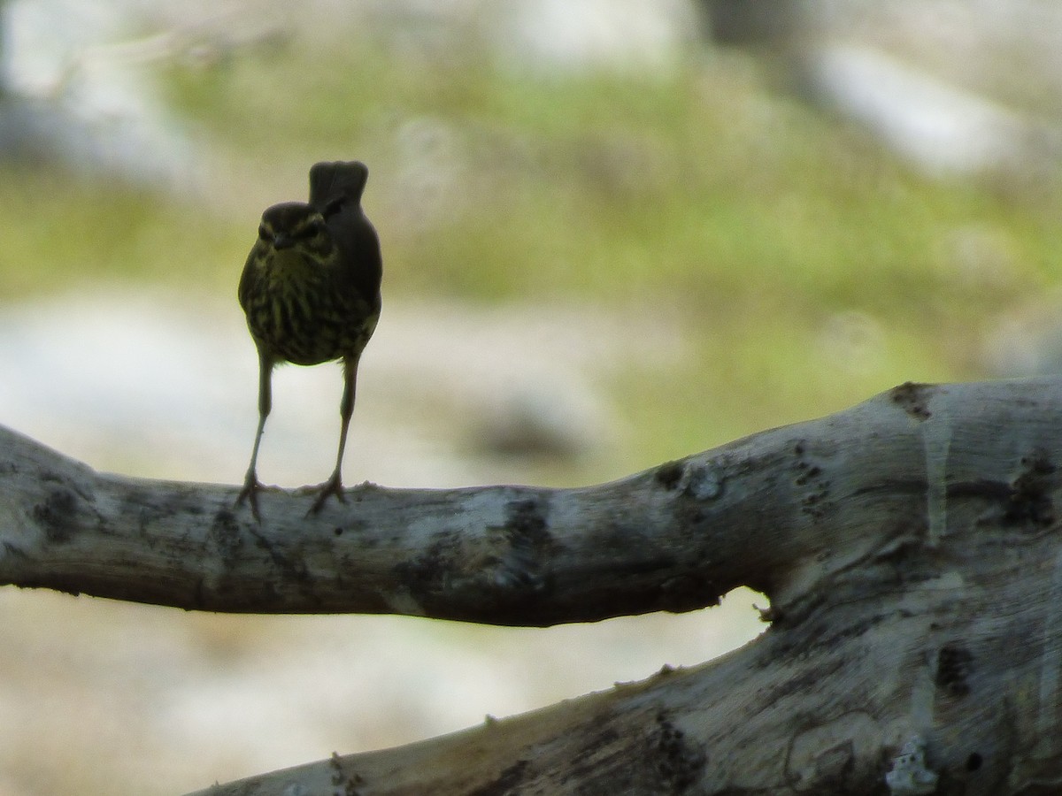 Northern Waterthrush - Tarra Lindo