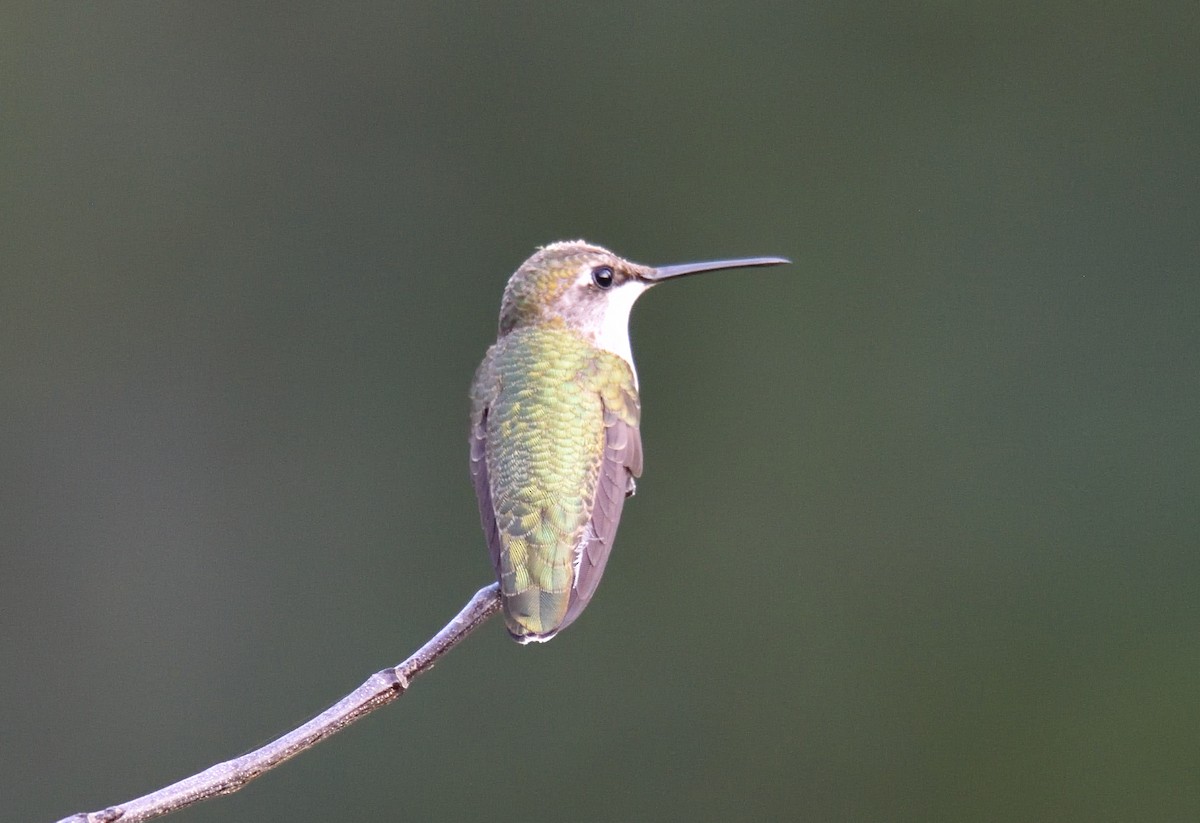Black-chinned Hummingbird - ML179329151