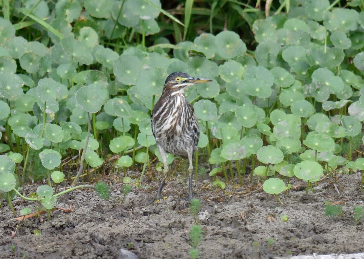Green Heron - ML179329241