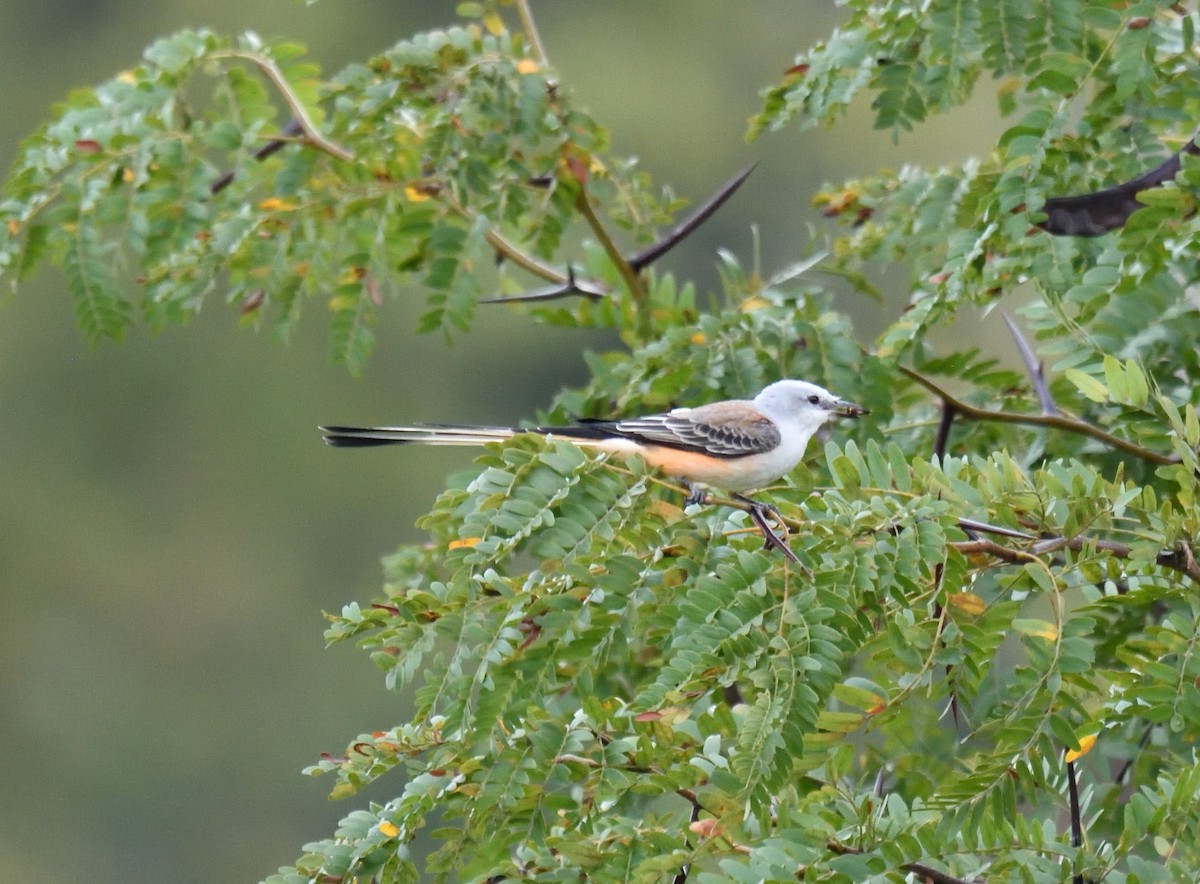 Scissor-tailed Flycatcher - ML179329281