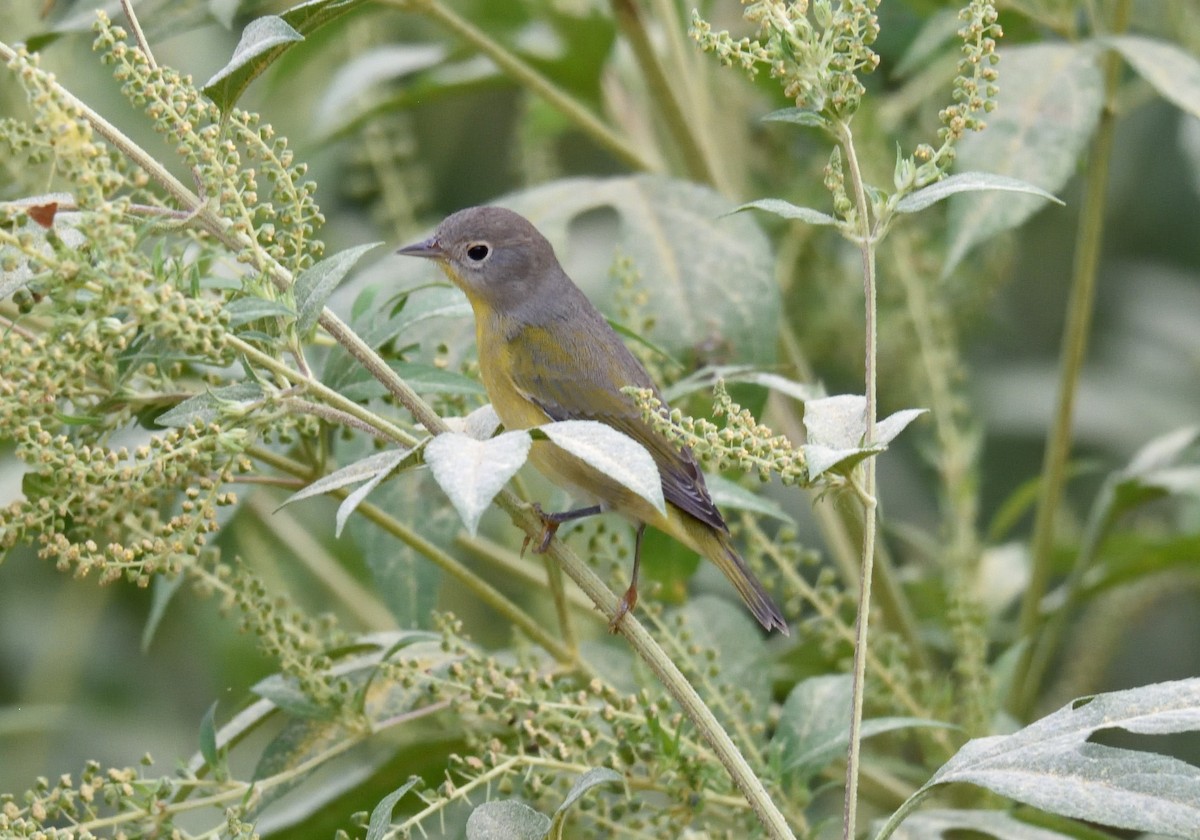Nashville Warbler - ML179329471