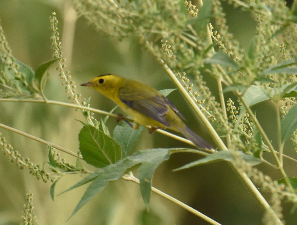 Wilson's Warbler - ML179329531