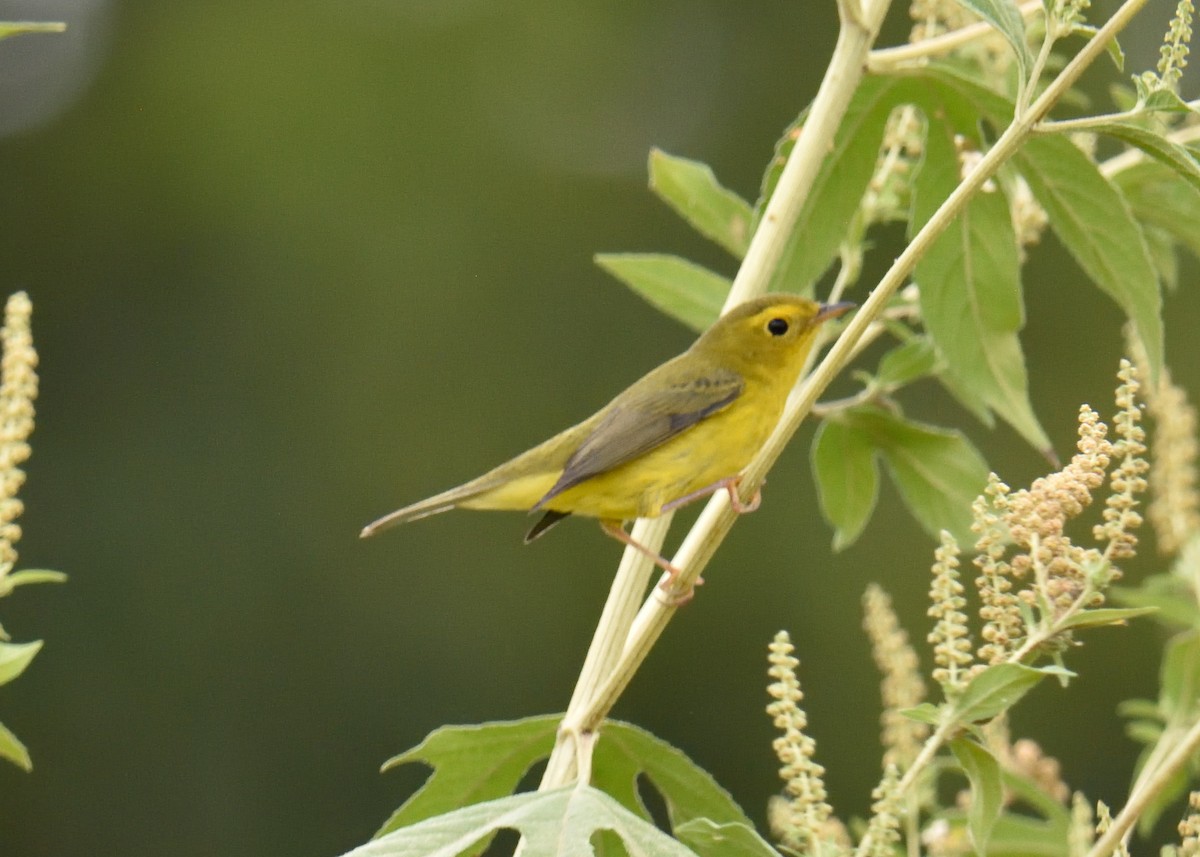 Wilson's Warbler - ML179329601