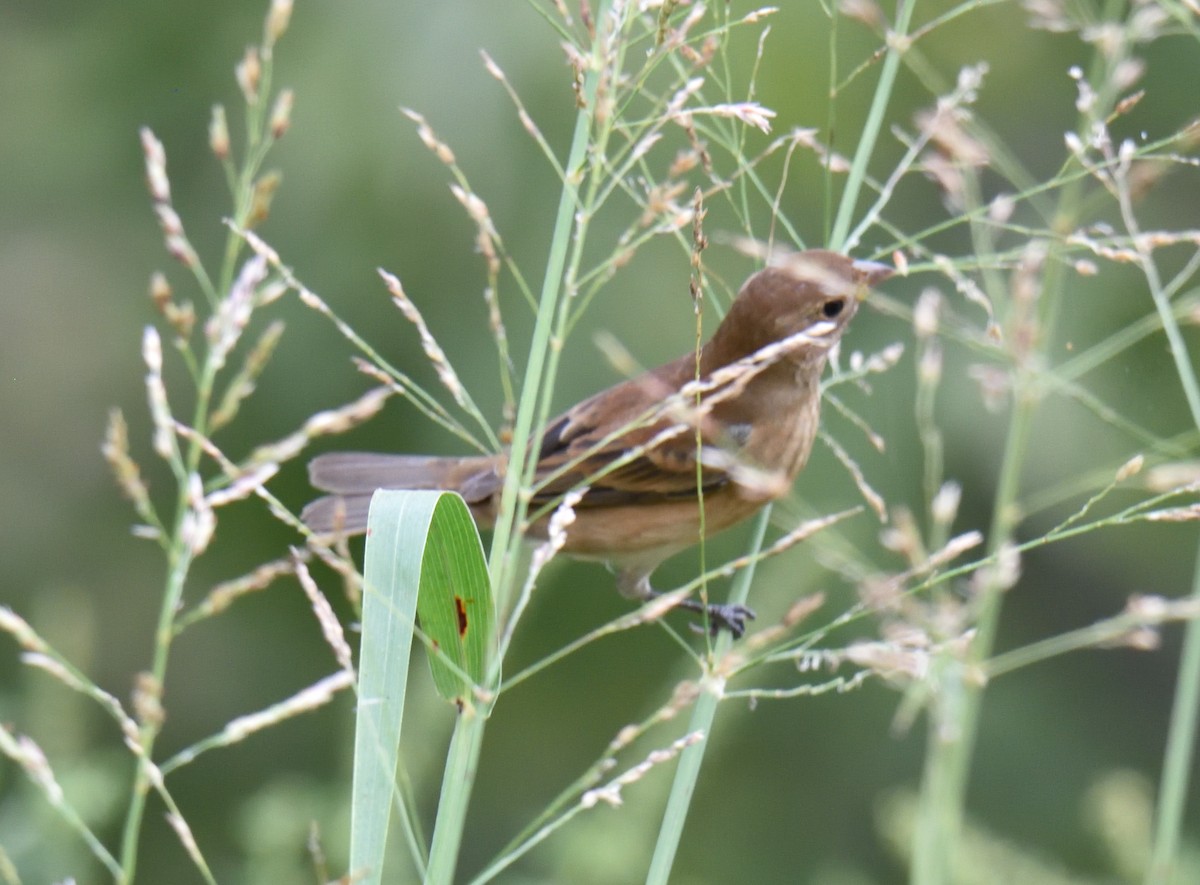 Indigo Bunting - ML179329681