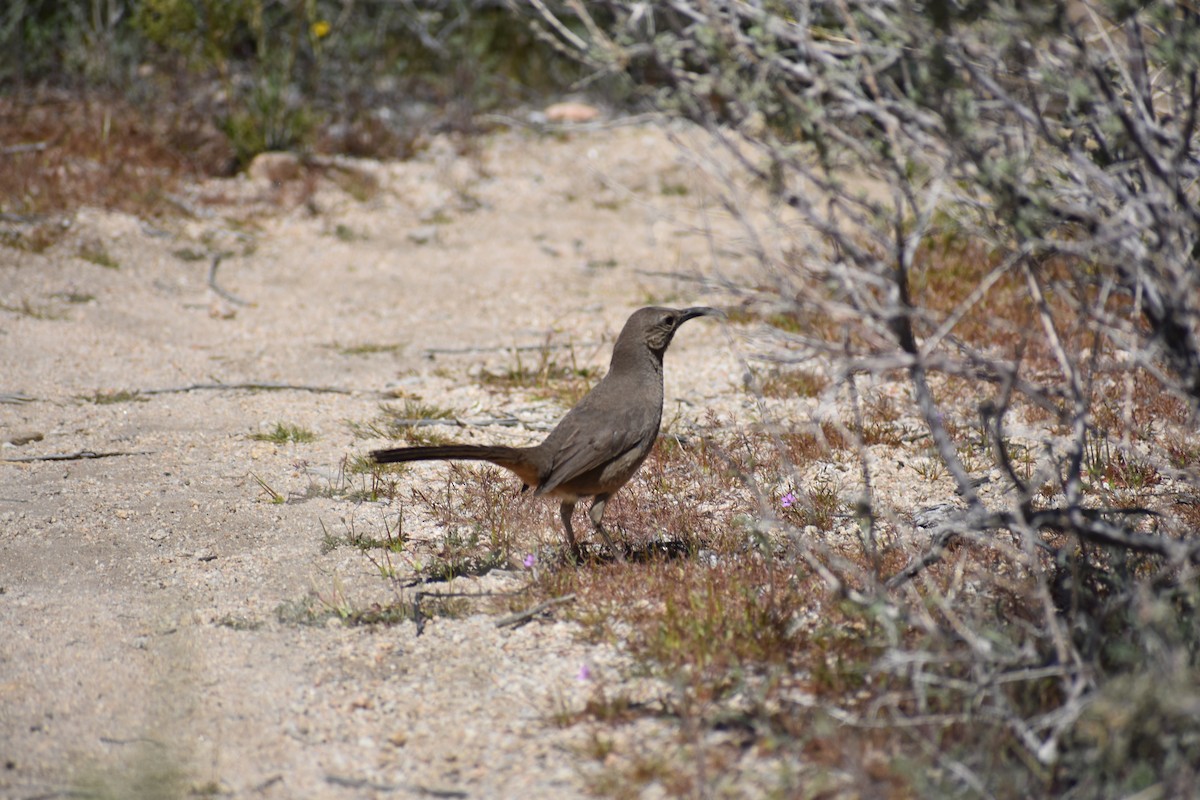 California Thrasher - ML179330841