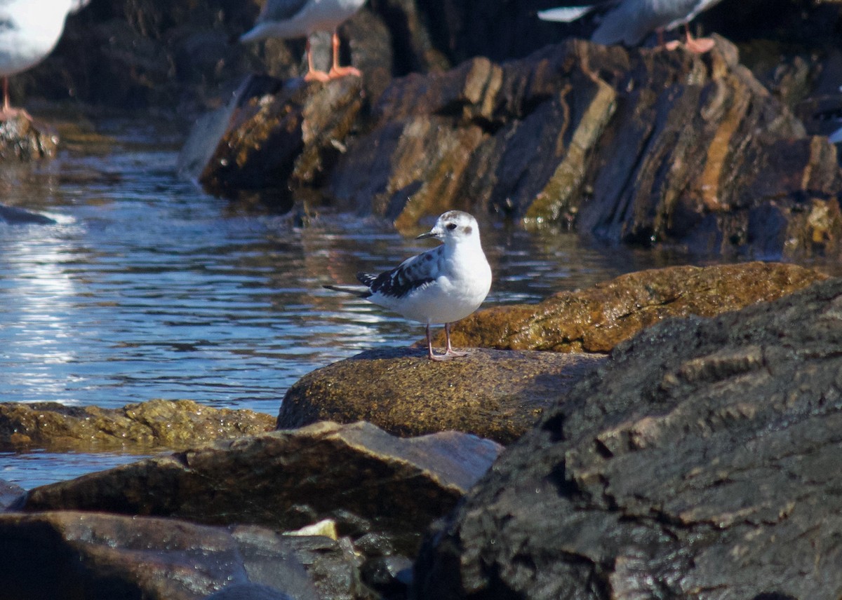 Little Gull - ML179333161