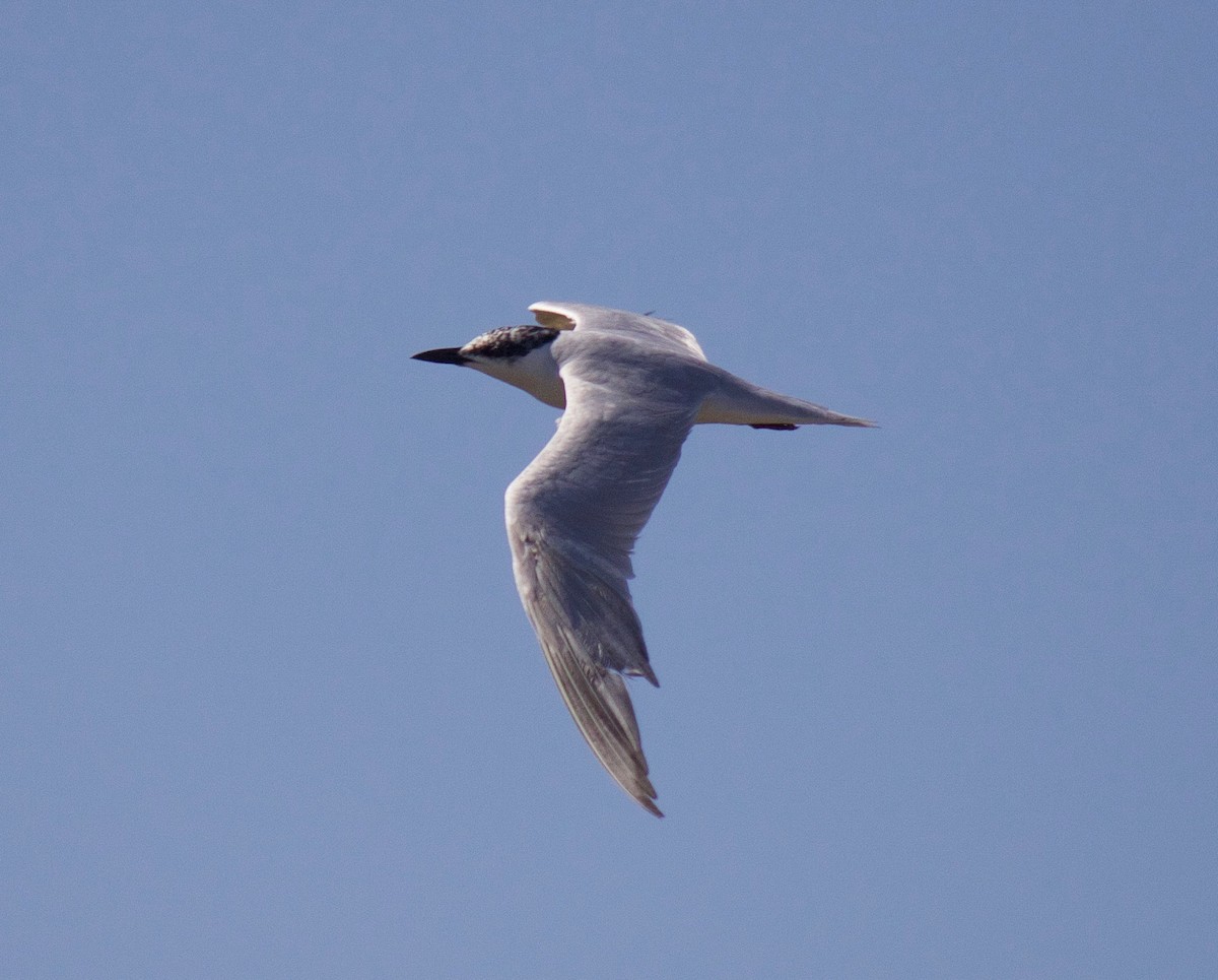 Gull-billed Tern - ML179333241