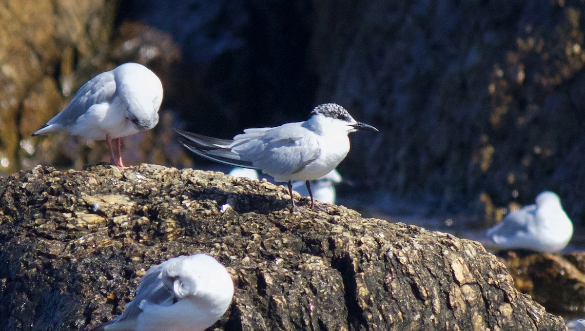 Gull-billed Tern - Jason Barcus