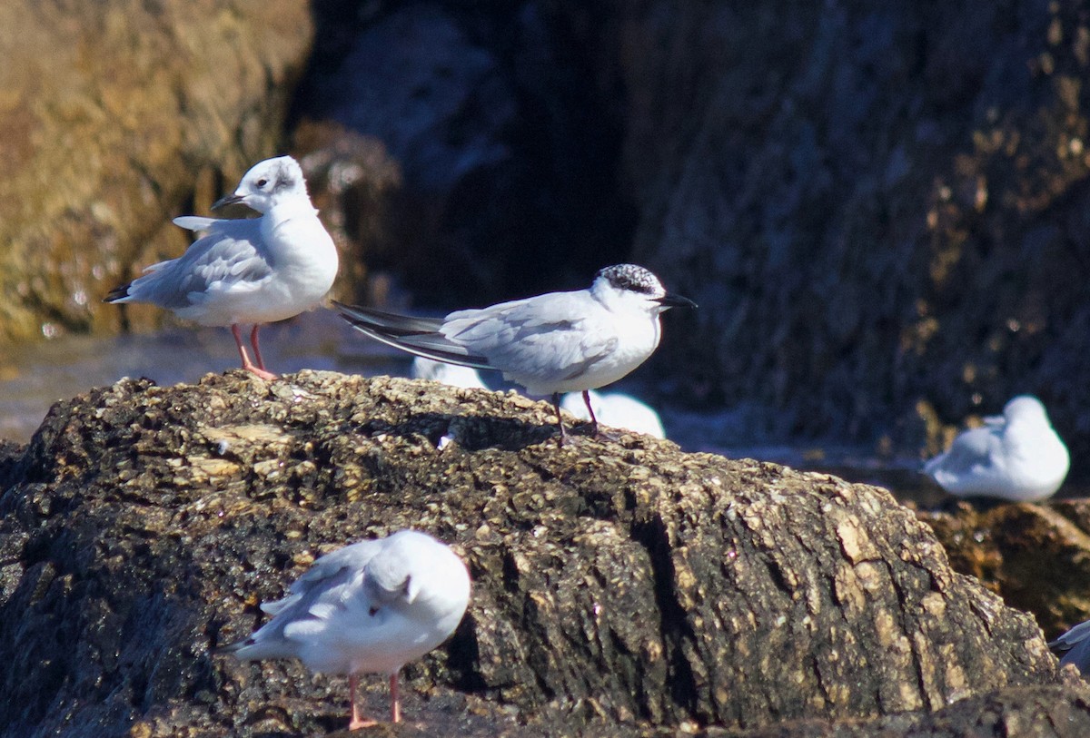 Gull-billed Tern - Jason Barcus