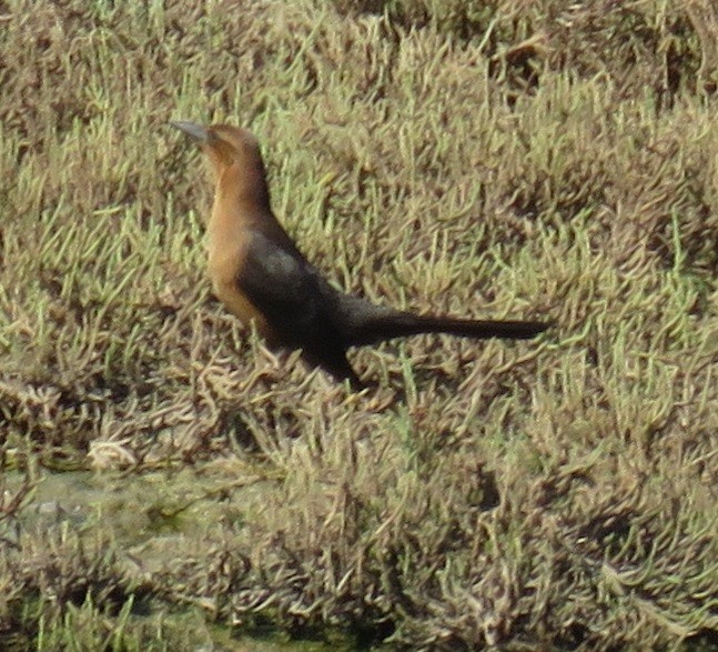 Boat-tailed Grackle - ML179333301