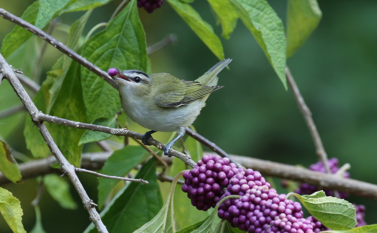 Red-eyed Vireo - ML179333641