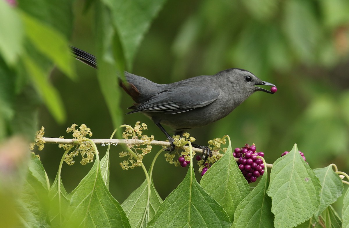 Gray Catbird - ML179334361