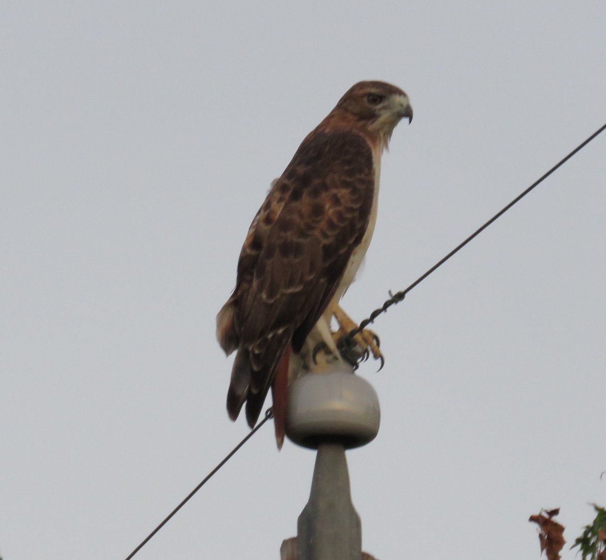 Red-tailed Hawk - ML179335191
