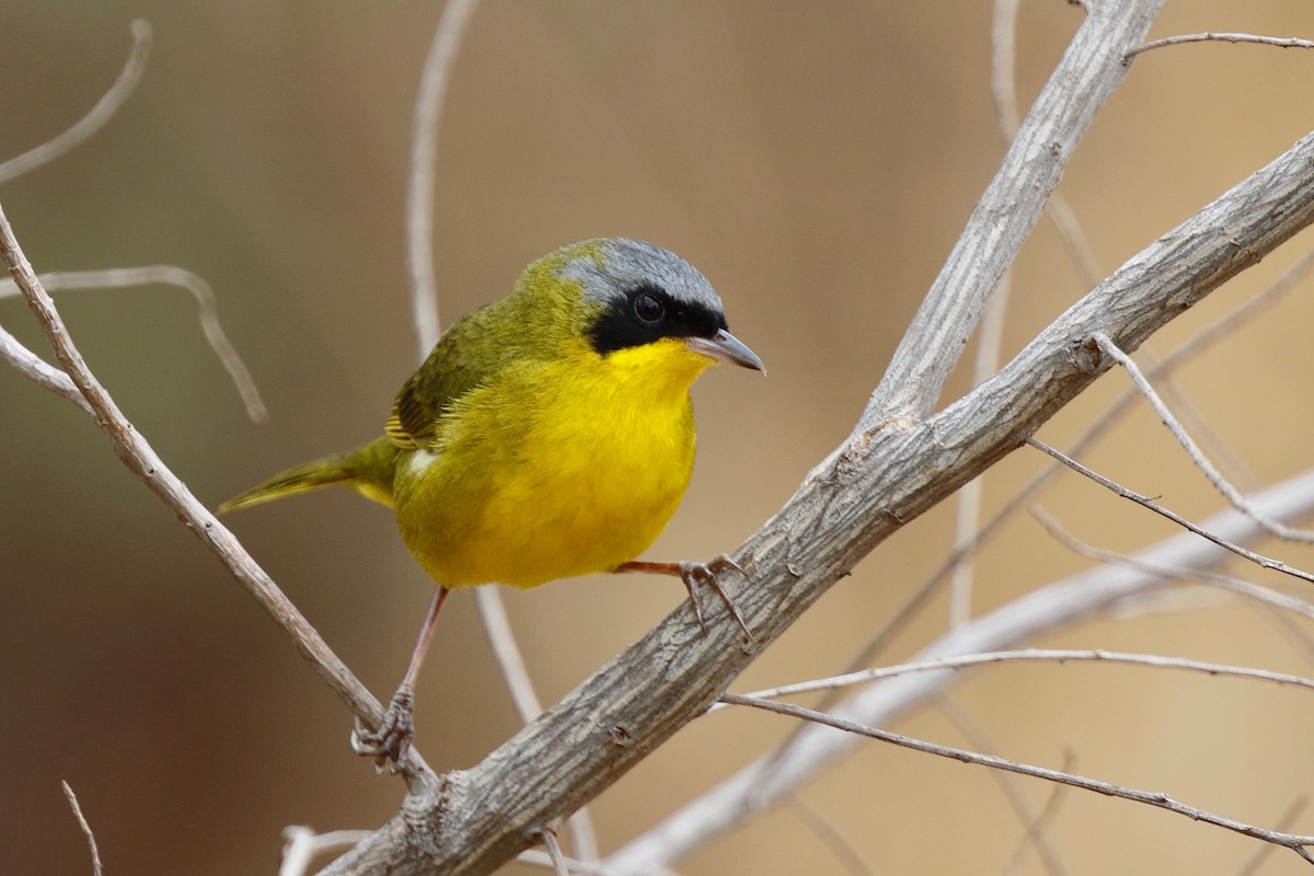 Southern Yellowthroat - Timo Mitzen