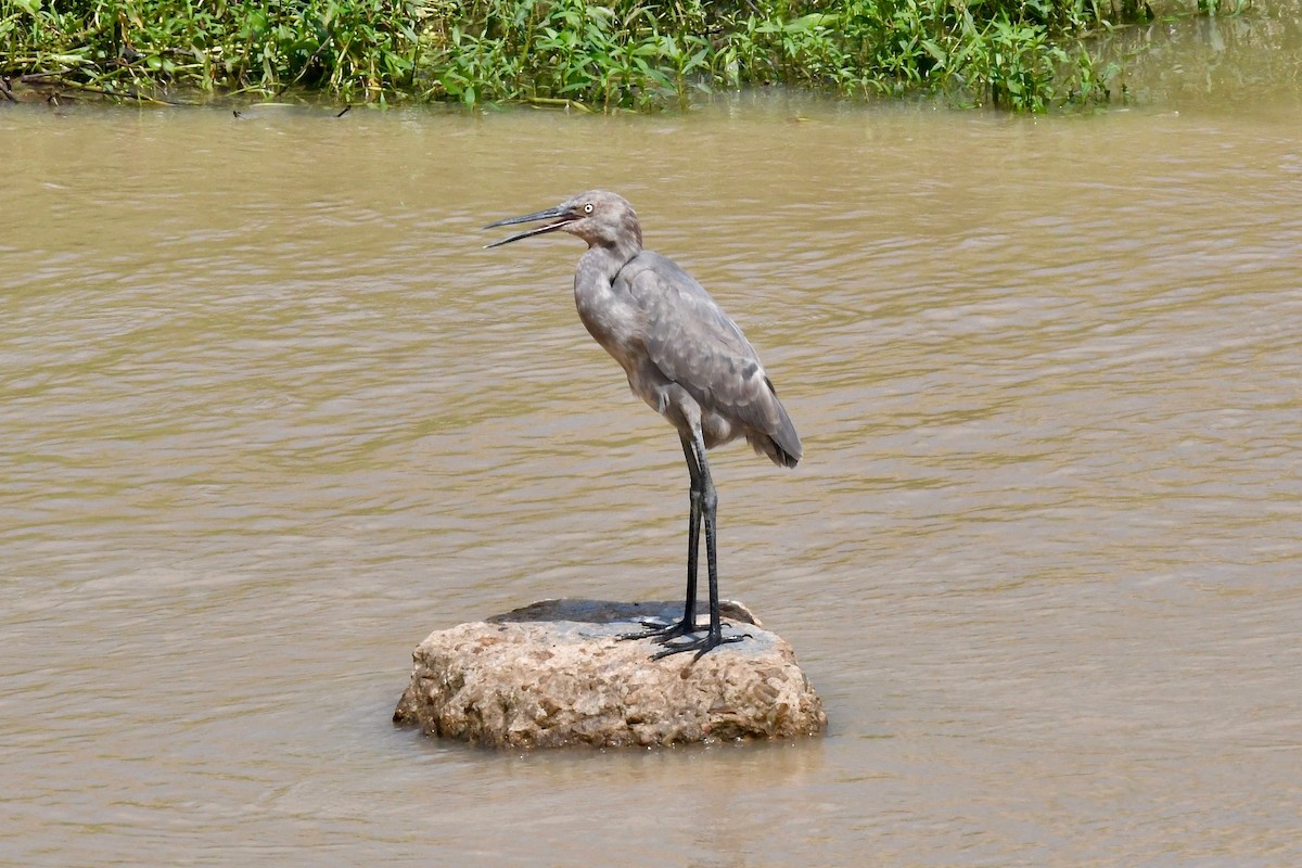 Reddish Egret - Bill Schneider