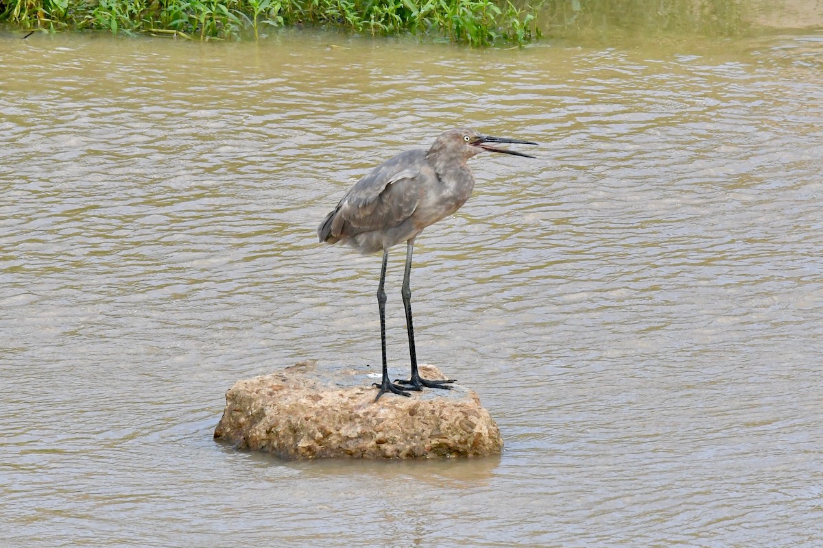 Reddish Egret - Bill Schneider