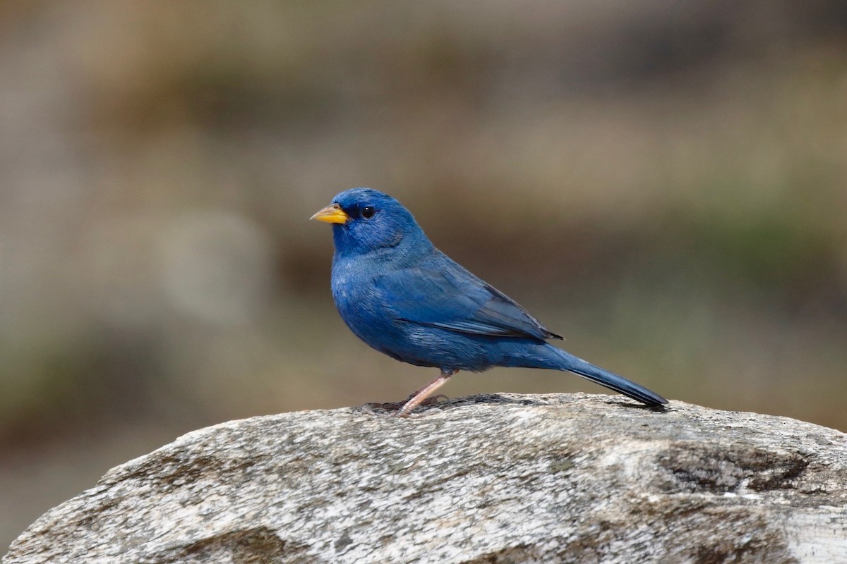 Blue Finch - ML179336811