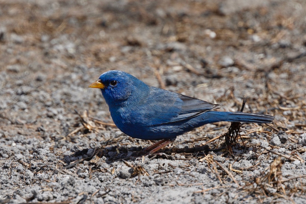 Blue Finch - ML179336841