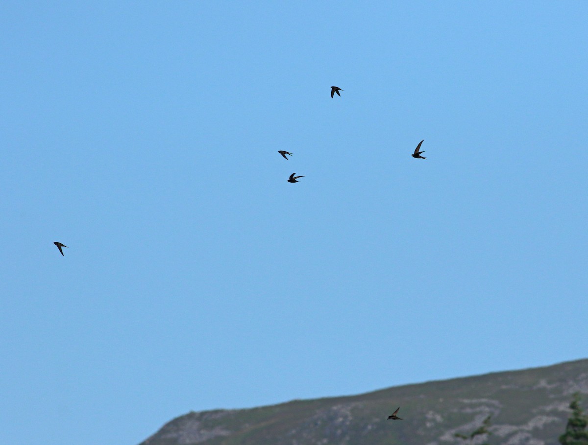 Common Swift - Andrew Steele