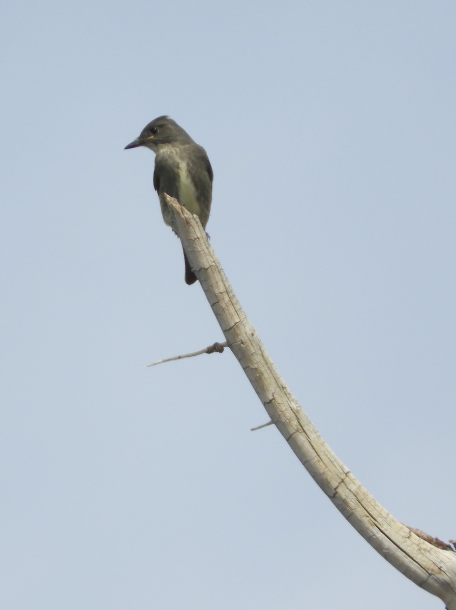 Olive-sided Flycatcher - ML179337561
