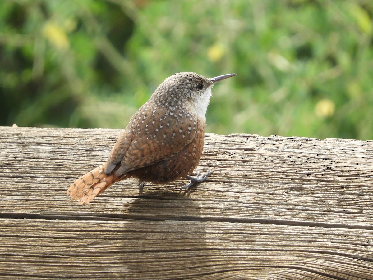 Canyon Wren - ML179337591