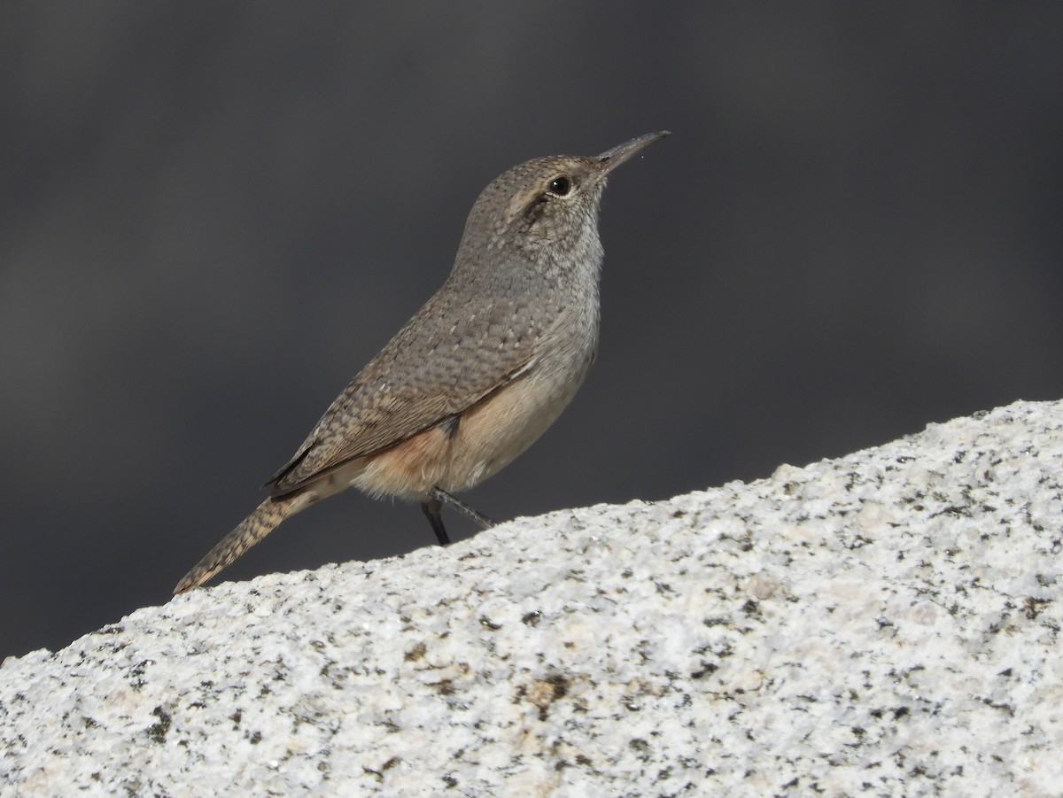 Rock Wren - ML179337621