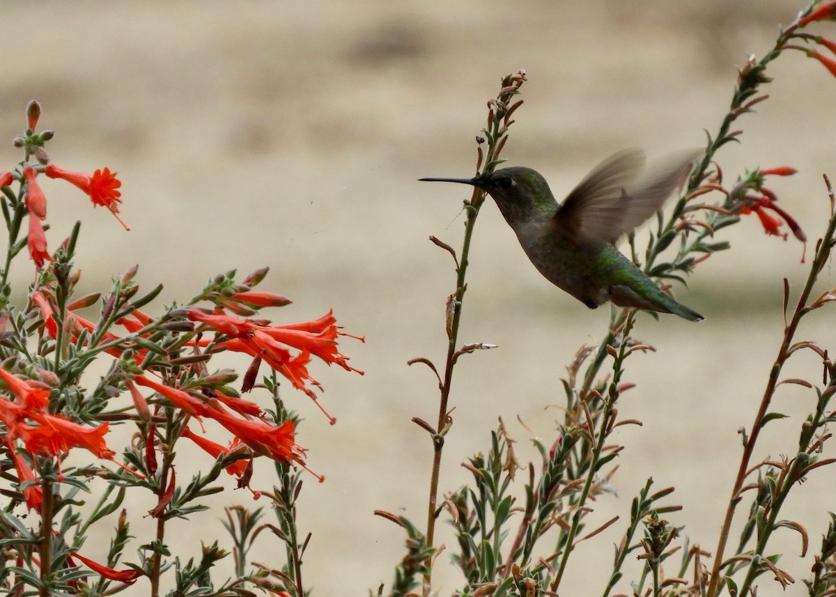 Anna's Hummingbird - ML179338471