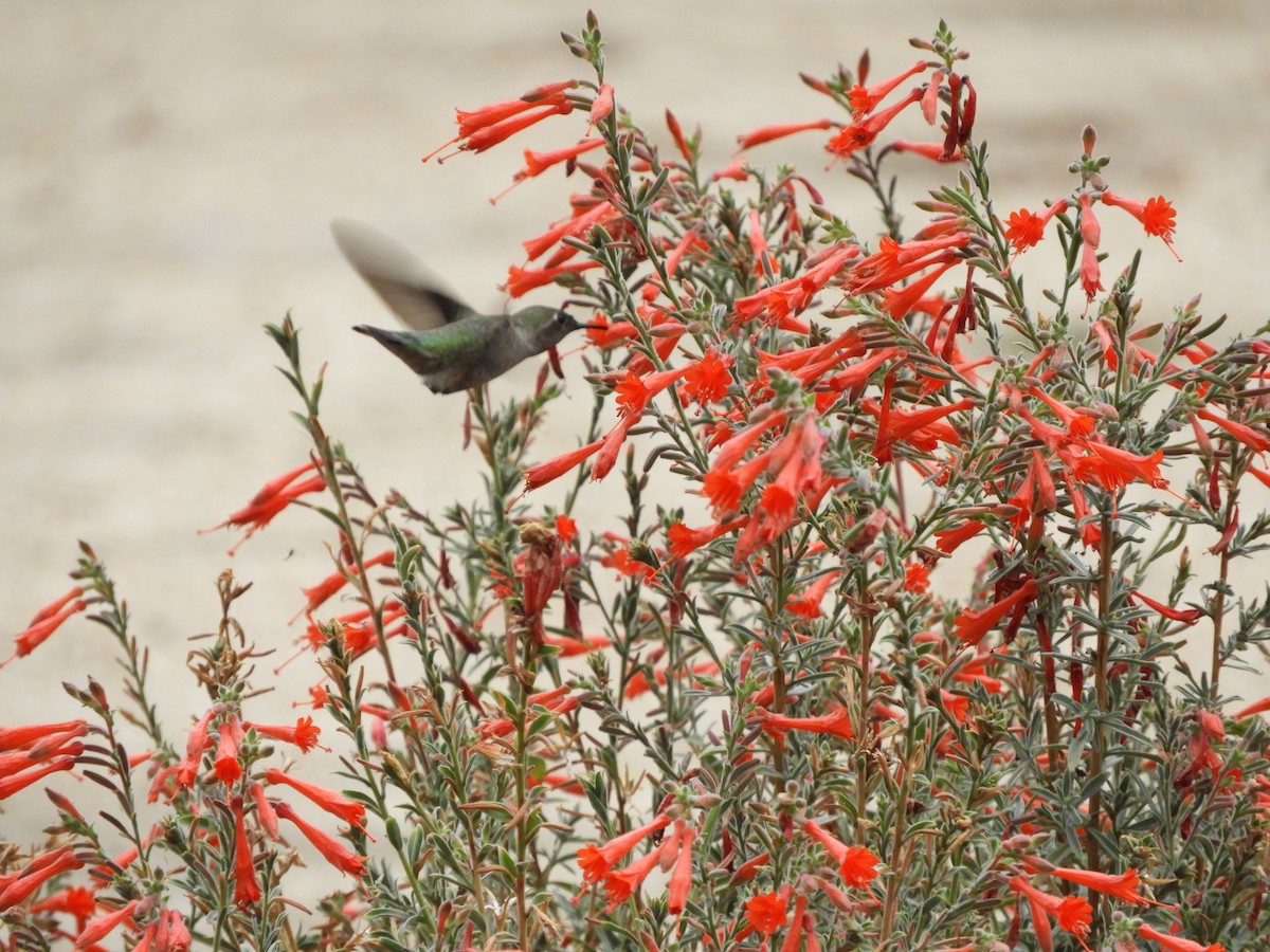 Colibrí de Anna - ML179338491