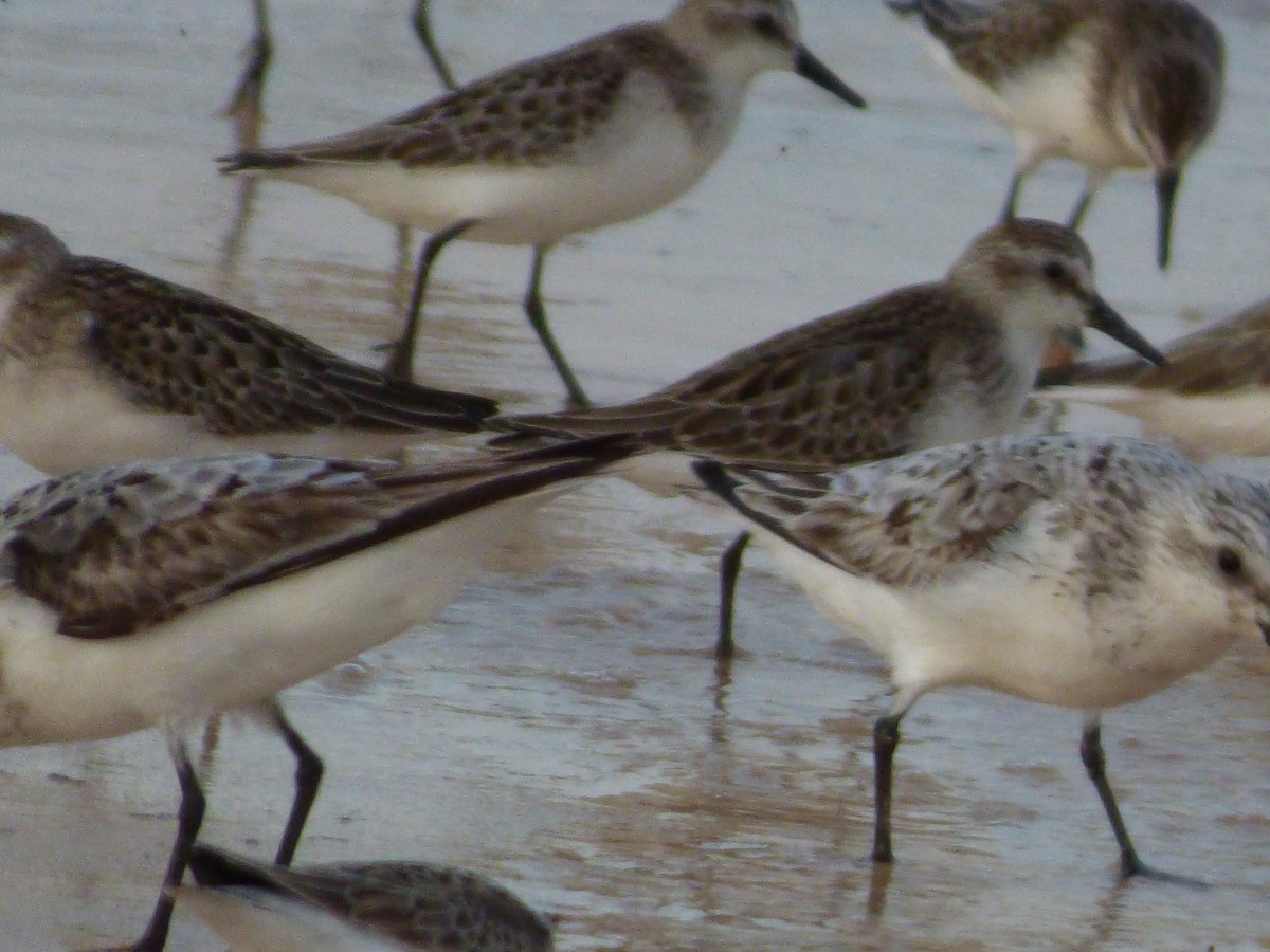 Sanderling - Tarra Lindo