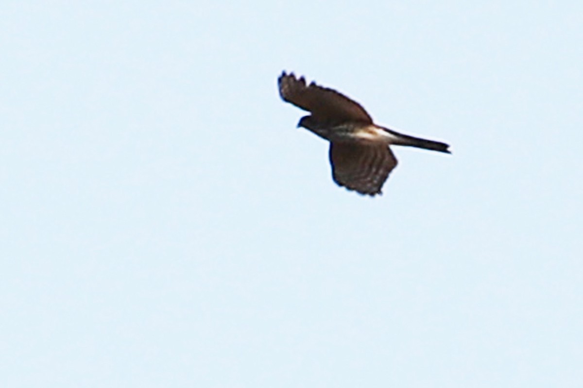 Sharp-shinned Hawk - ML179340551