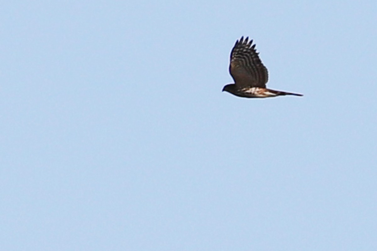 Sharp-shinned Hawk - ML179340601