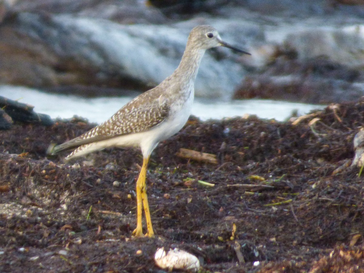 Lesser Yellowlegs - Tarra Lindo