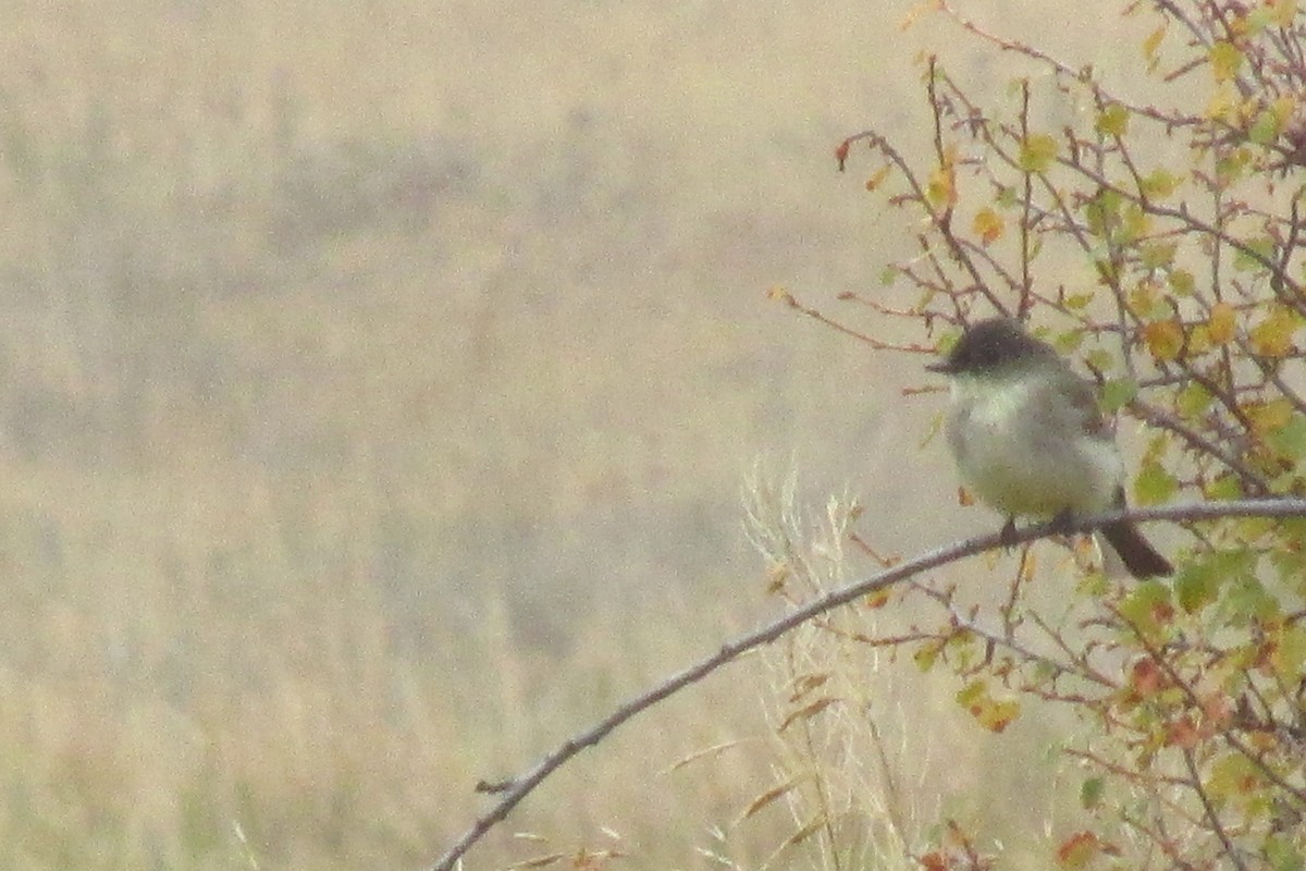 Eastern Phoebe - ML179346921