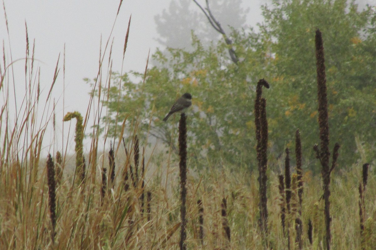 Eastern Phoebe - ML179346931