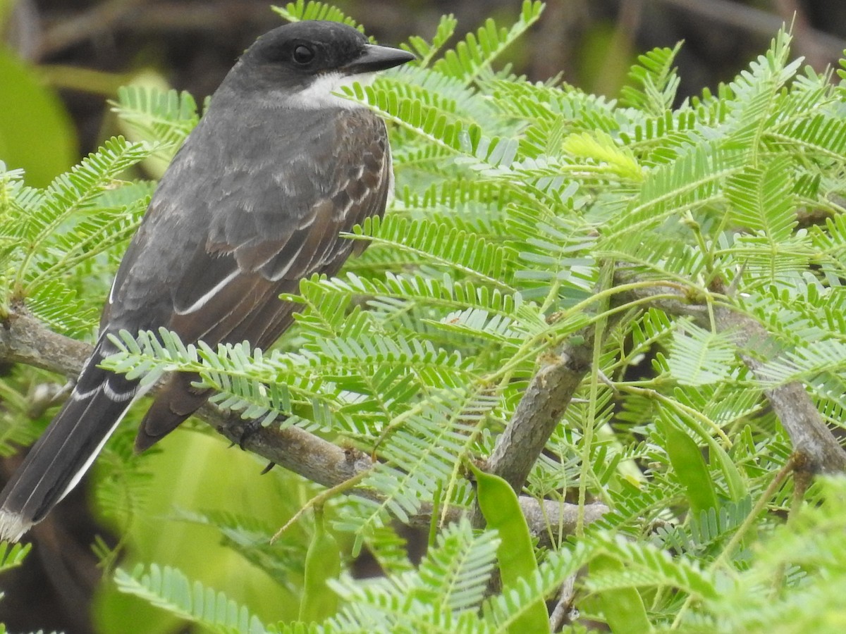 Eastern Kingbird - ML179348351