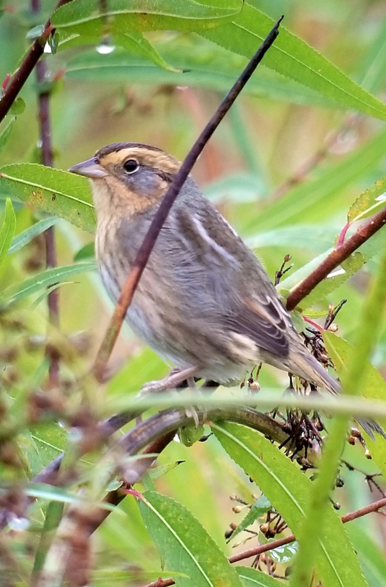 Nelson's Sparrow - ML179350981