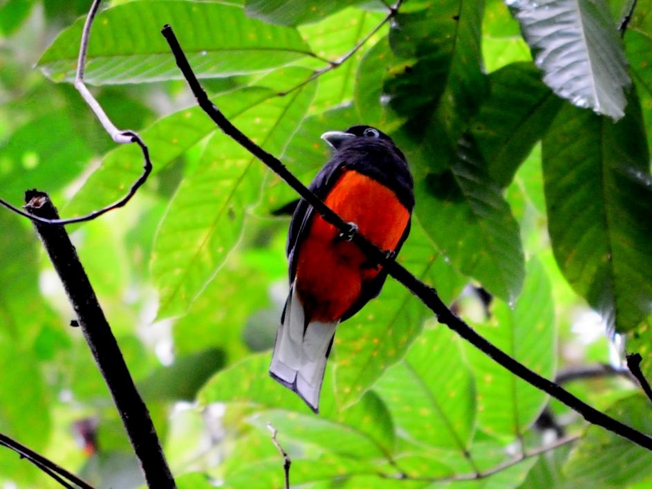 Baird's Trogon - ML179352001