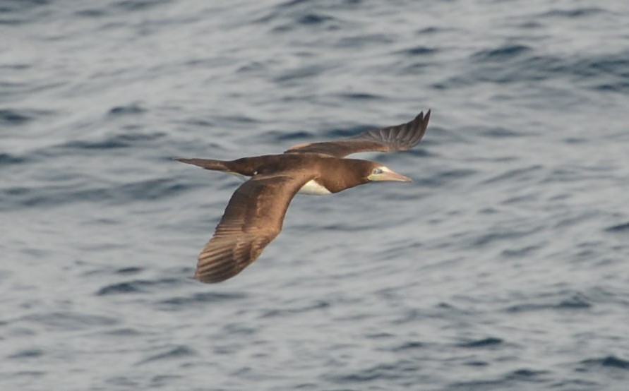 Cocos Booby - Roger Stone