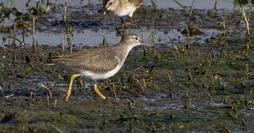 Spotted Sandpiper - ML179355801