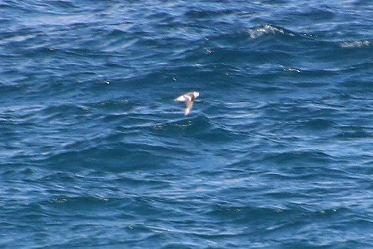 Red Phalarope - ML179356281