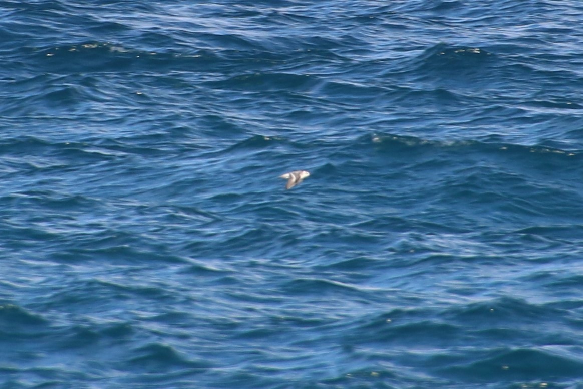 Red Phalarope - John Groskopf