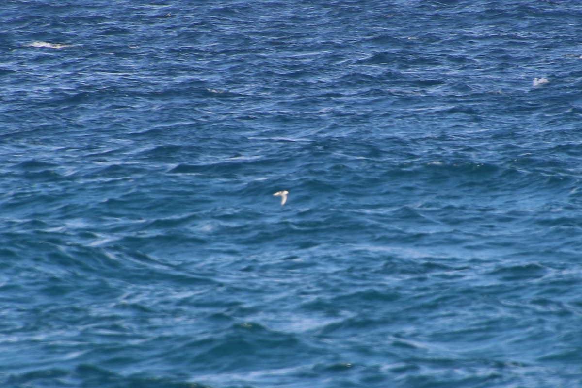 Red Phalarope - ML179356361